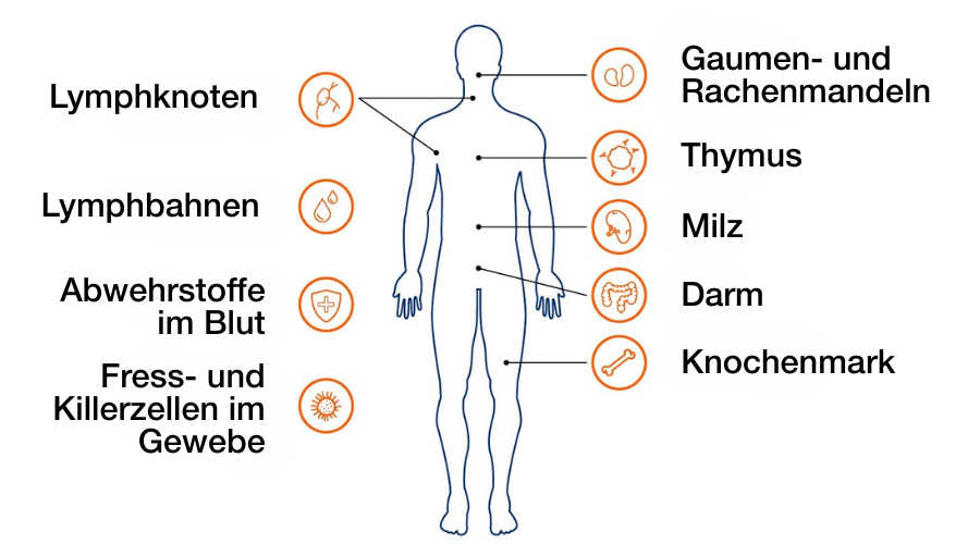 Orthomol Immun Unterstützung des Immunsystems