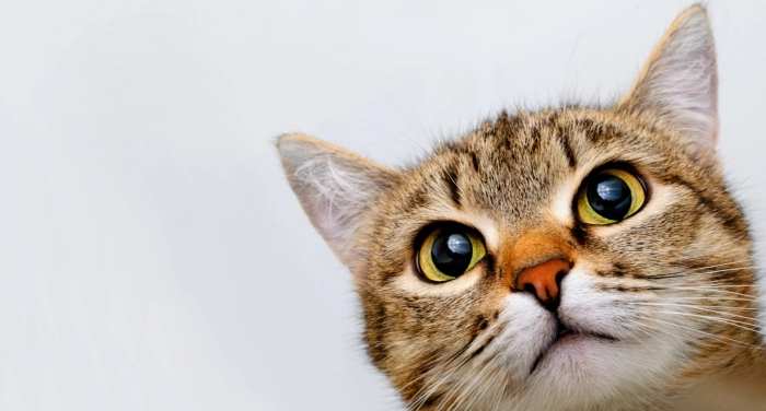 Gesunde und glückliche Katze als Symbol für optimale Tiergesundheit